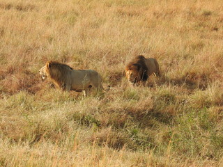 Brother Lions