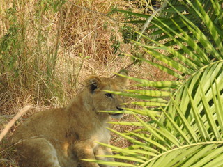 Lion Cub in the bush