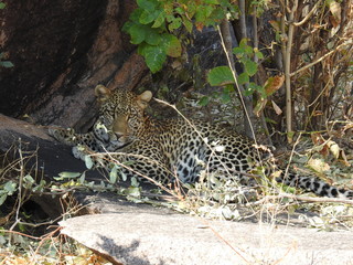 Fototapeta na wymiar Resting Leopard