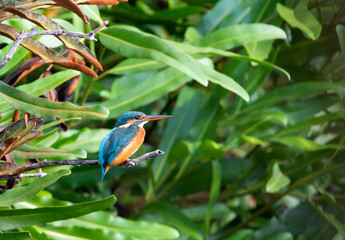 Common kingfisher (alcedo atthis) The common kingfisher also known as the Eurasian kingfisher, and river kingfisher, is a small kingfisher with seven subspecies recognized within its wide distribution