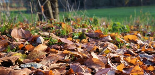 Laub Herbst