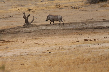 A lonaly warthog