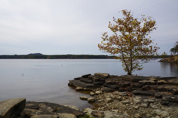 Fototapeta na wymiar tree on the shore of lake