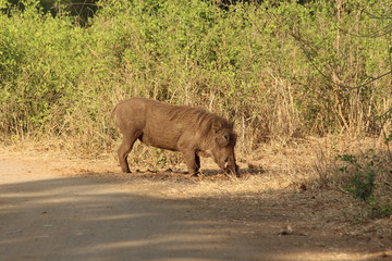 Warthog in South Africa
