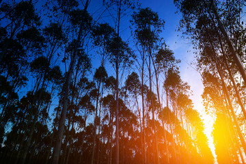 Eucalyptus forest at sunset background, eucalyptus forest for paper industry.