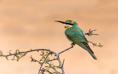 Bee Eater perched on branch