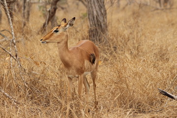 Little cute oxpecker 