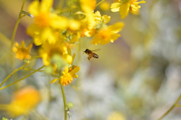 Bee and Desert Flowers