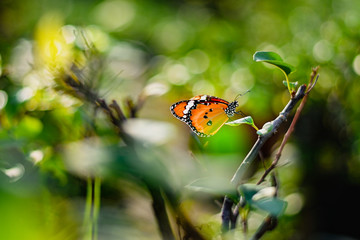 Closeup monarch butterfly on flower n blurred yellow sunny background, Copy space for your text.