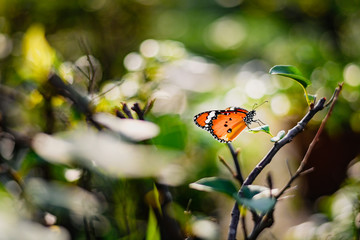 Closeup monarch butterfly on flower n blurred yellow sunny background, Copy space for your text.