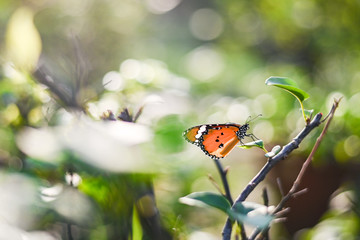 Closeup monarch butterfly on flower n blurred yellow sunny background, Copy space for your text.