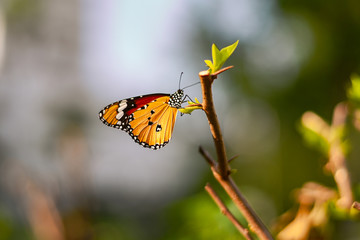 Closeup monarch butterfly on flower n blurred yellow sunny background, Copy space for your text.