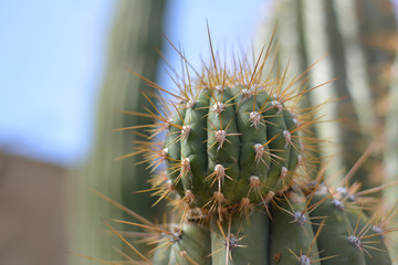 Cactus Detail