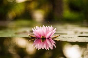 Obraz na płótnie Canvas beautiful lotus flower on the water after rain in garden.
