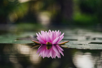 beautiful lotus flower on the water after rain in garden.