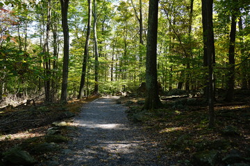 path in the forest