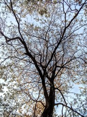 Spring tree in Brazil