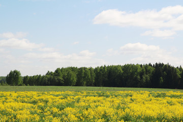 Obraz premium Field of rapeseed in Kostroma region, Russia