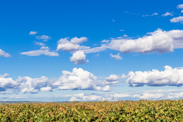 Ciel bleu et nuages au-dessus des vignes 