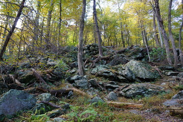 stream in the forest