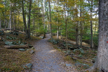 path in the forest