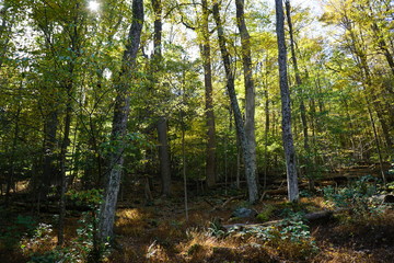 Obraz premium forest in autumn