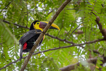 Yellow-throated Toucan