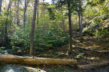 Obraz premium stream in the forest