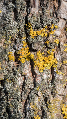 Fototapeta premium Smartphone HD wallpaper of tree bark texture