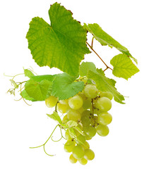 Grappe de raisin blanc