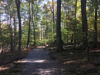 Fototapeta premium path in forest
