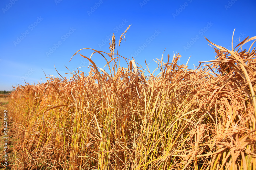 Wall mural rice paddies