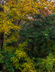 Bright Yellow and Red Foliage on a Serene Autumn Landscape
