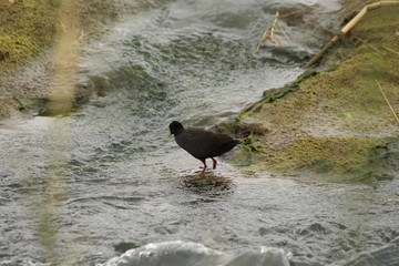 Black crake in a stream
