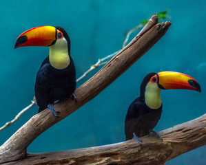 Orange, White, and Black Plumage on a Pair of Mountain Toucans on a Branch