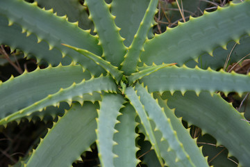 young aloe arborescens in nature, a fragment