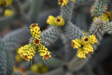 A Beautiful cactus with an yellow flowers