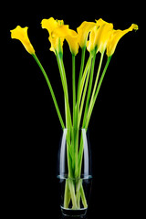 Bunch of callas in the vase on black background