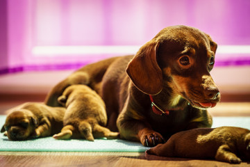 Little dachshund mom feeding puppies newborns