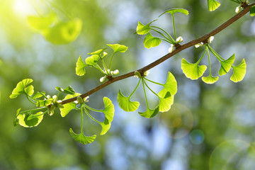 Spring branch with young green leaves of Ginkgo Biloba.