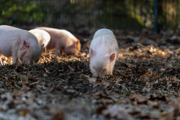 kleine schweinchen im tierpark 07