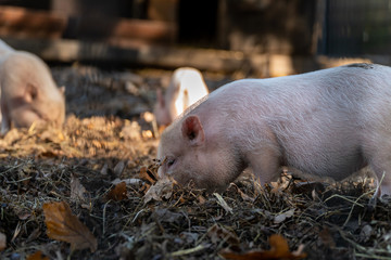 kleine schweinchen im tierpark 03
