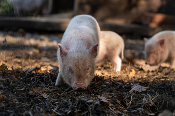 kleine schweinchen im tierpark