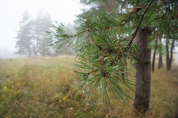 Fir Branch With Pine Cone And Snow Flakes - Christmas Holidays Background