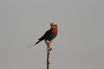 Lilac breasted Roller
