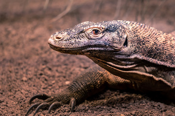 komodowaran im zoo