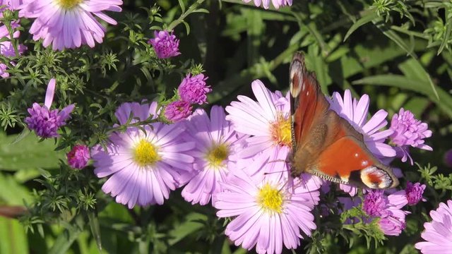 Butterfly European Peacock on aster