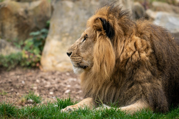 löwe liegend im zoo 01