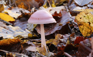 A pretty Rosy Bonnet fungus (Mycena-rosea) growing through the leaf litter on the forest floor in the UK.