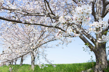 Fototapeta premium サクラ